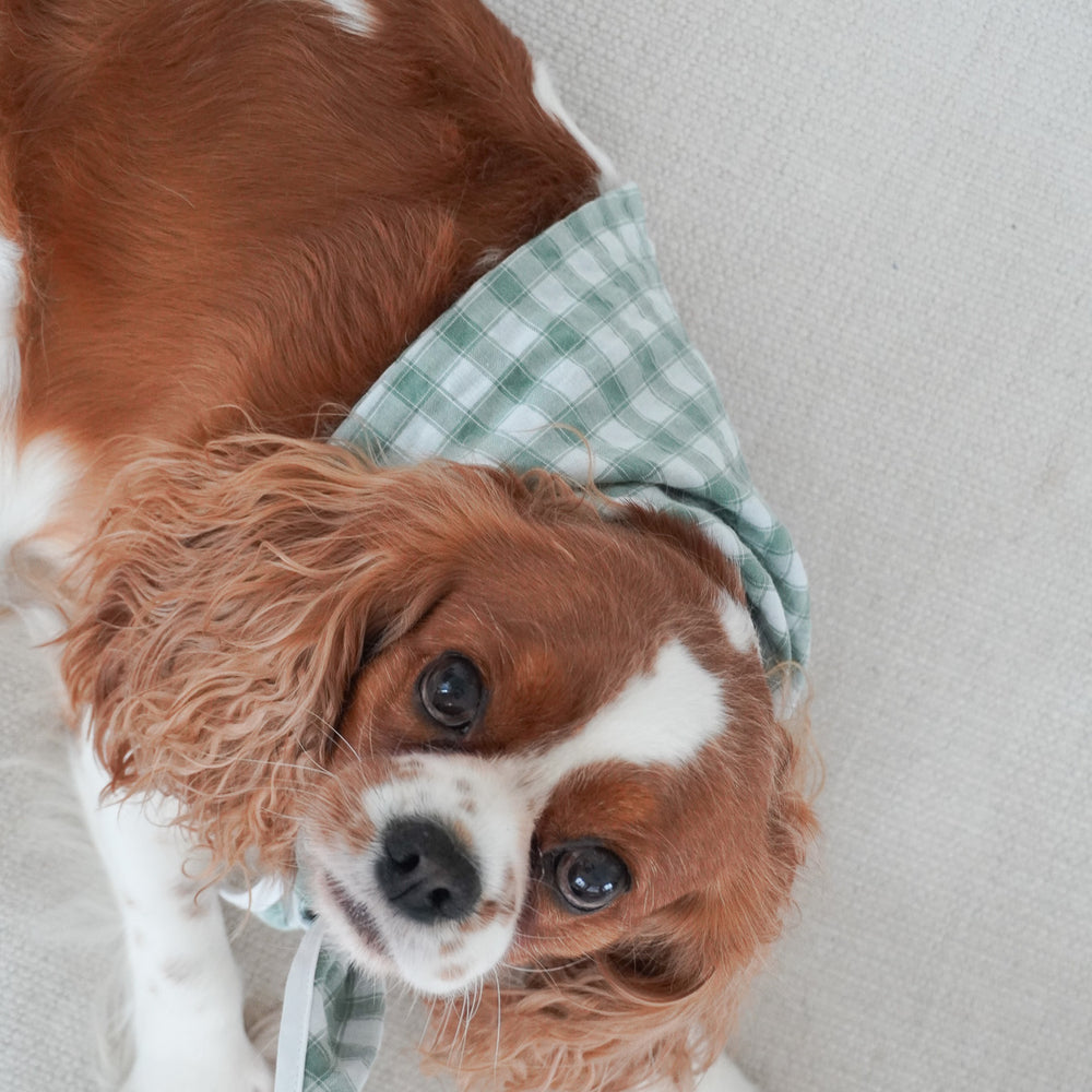 
                  
                    Penelope Gingham Bandana in Gingham
                  
                